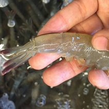 基围虾食用活虾