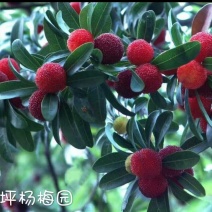 东魁杨梅2.5~3cm