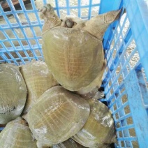 鳖苗雄人工养殖