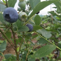 蓝丰蓝莓鲜果6~8mm以上