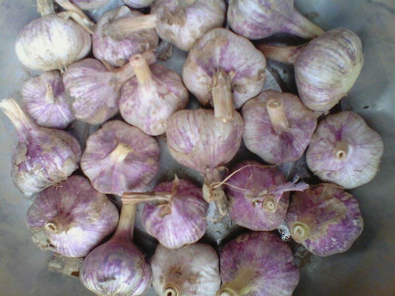 一束新鲜采摘的蒜苗,绿色细长的叶片与白色略带紫色的茎部清晰可见,表面带有自然水珠,背景为木质厨房台面,展现其作为蔬菜的真实质感 蒜苗特写