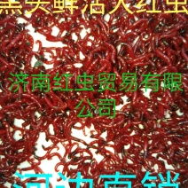 鱼饵