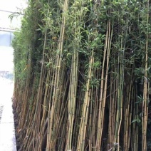 金镶玉竹3~4m