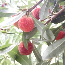 仙居杨梅3~4cm