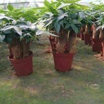 发财树带盆栽好