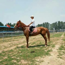 蒙古马200~300kg