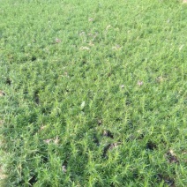 福禄考颜色多质量保证价格合理
