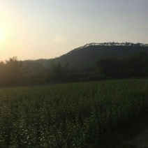 枸杞叶
