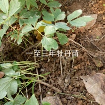 油牡丹苗10~20cm
