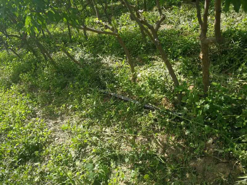 枣类果园实景图