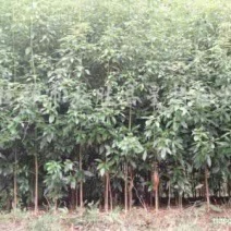 小叶桢楠3~4m