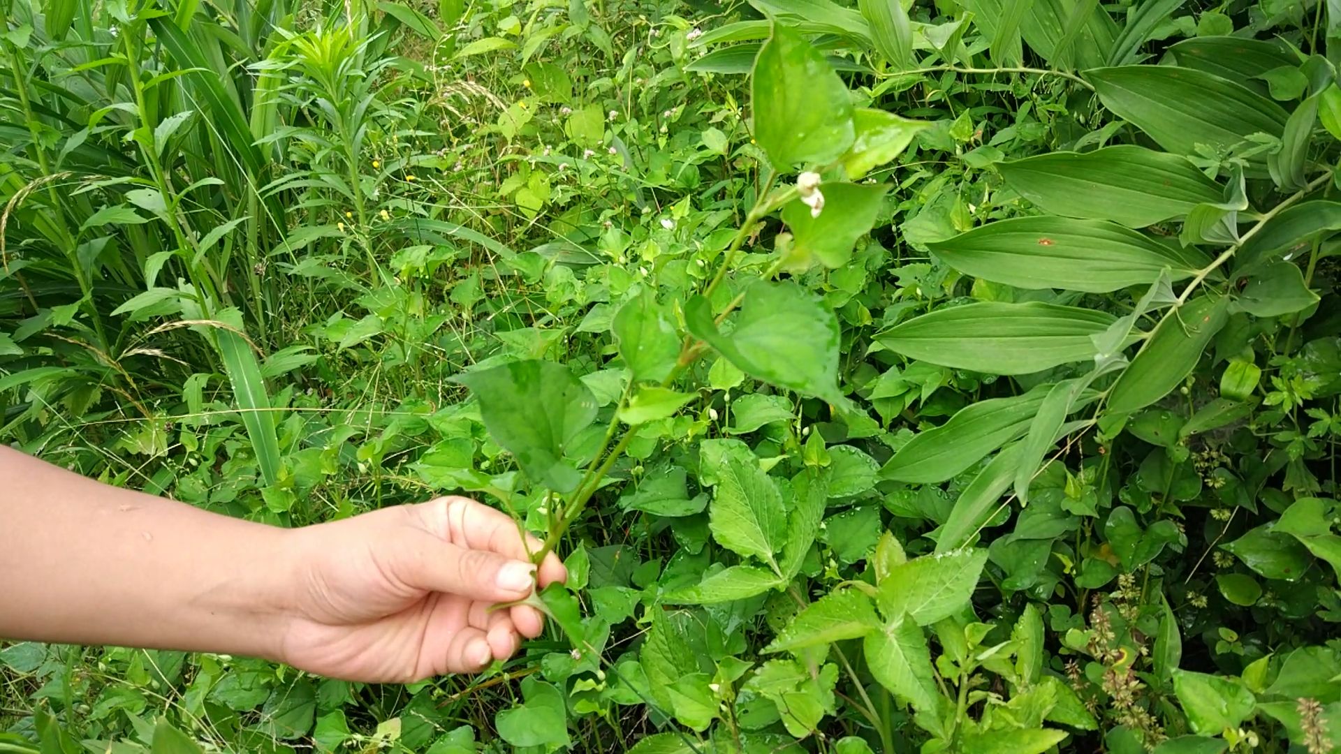 鱼腥草植株在自然环境中的生长状态