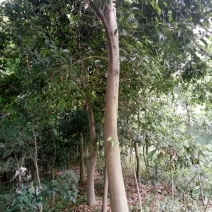 天竺桂3.5~4m