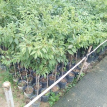 三华李树苗50~100cm
