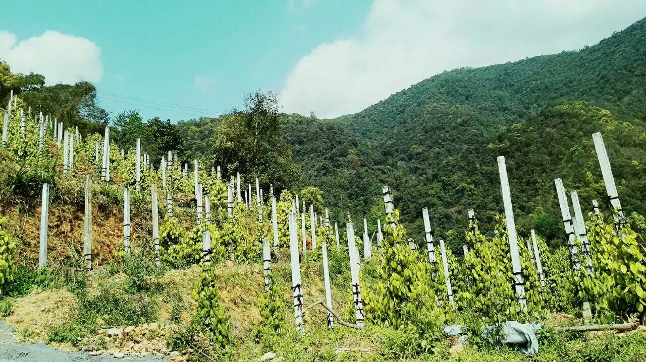 胡椒藤种植园实景图