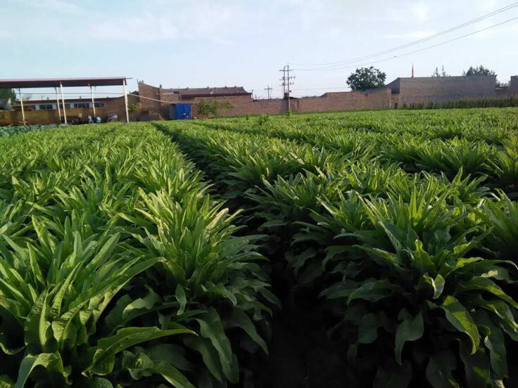 一片绿意盎然的青皮莴笋种植基地,植株整齐排列,叶片宽大翠绿,茎部粗壮笔直,阳光洒在菜叶上,呈现出健康的生长状态,土壤湿润疏松,背景为春季田园风光 青皮莴笋田间生长实景
