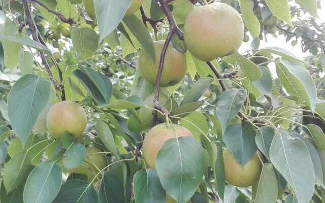 南果梨果园实景图