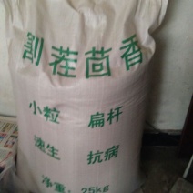 茴香籽