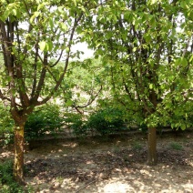 木瓜树261~300cm