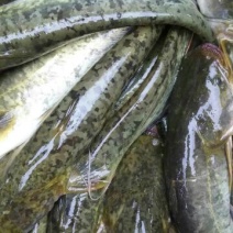 土鲶鱼食用