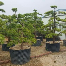 造型松14公分