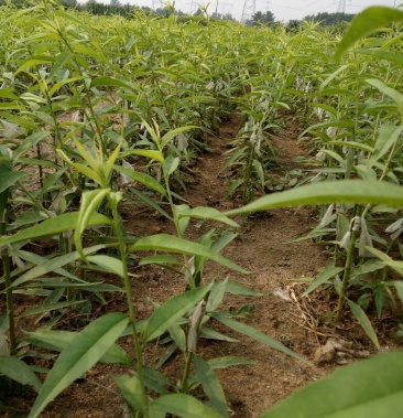 映霜红桃苗 冬桃树苗大量出售 晚熟品种桃苗批发