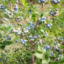 蓝丰蓝莓鲜果10~12mm以上