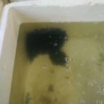 土鲶鱼