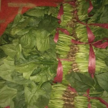 大叶菠菜20~25厘米