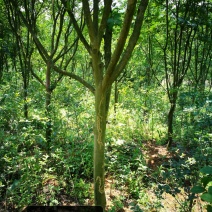 紫薇8~10cm3~3.5米2~3米
