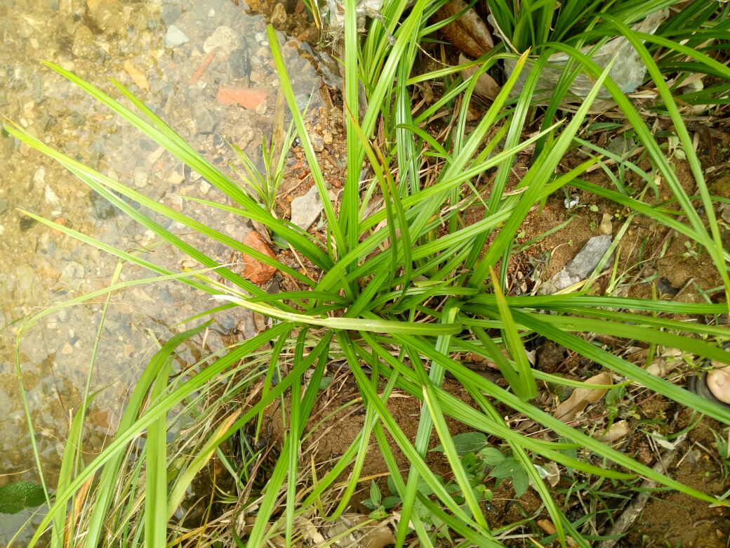 图中展示四川鱼腥草种植基地(左)与江苏薄荷种植基地(右)的对比,鱼腥草更喜湿润环境,薄荷适合平原种植 鱼腥草与薄荷的种植基地对比图