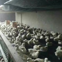 白凤乌鸡苗500克以下脱温苗通货