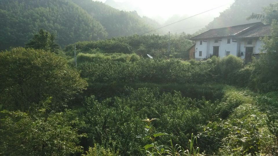 炎陵黄桃果园不同地区种植对比图