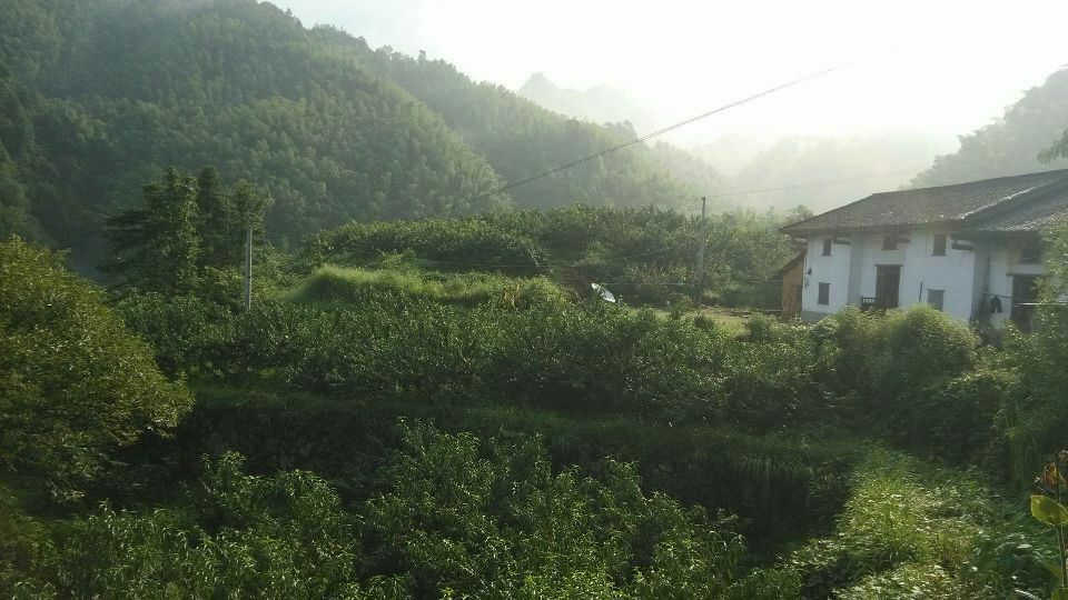 炎陵黄桃果园实景