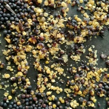 油菜籽1