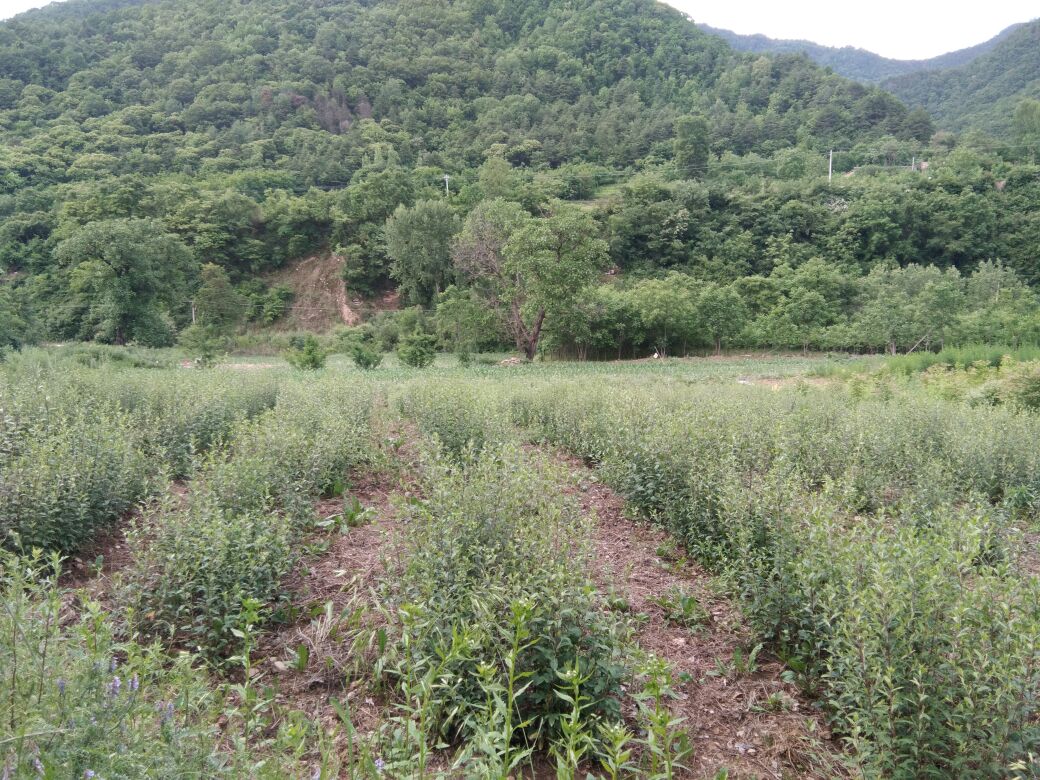展示浙江磐安山区的白术种植基地,田间整齐排列的白术植株,背景为山林与云雾缭绕的自然环境 浙江磐安白术种植基地