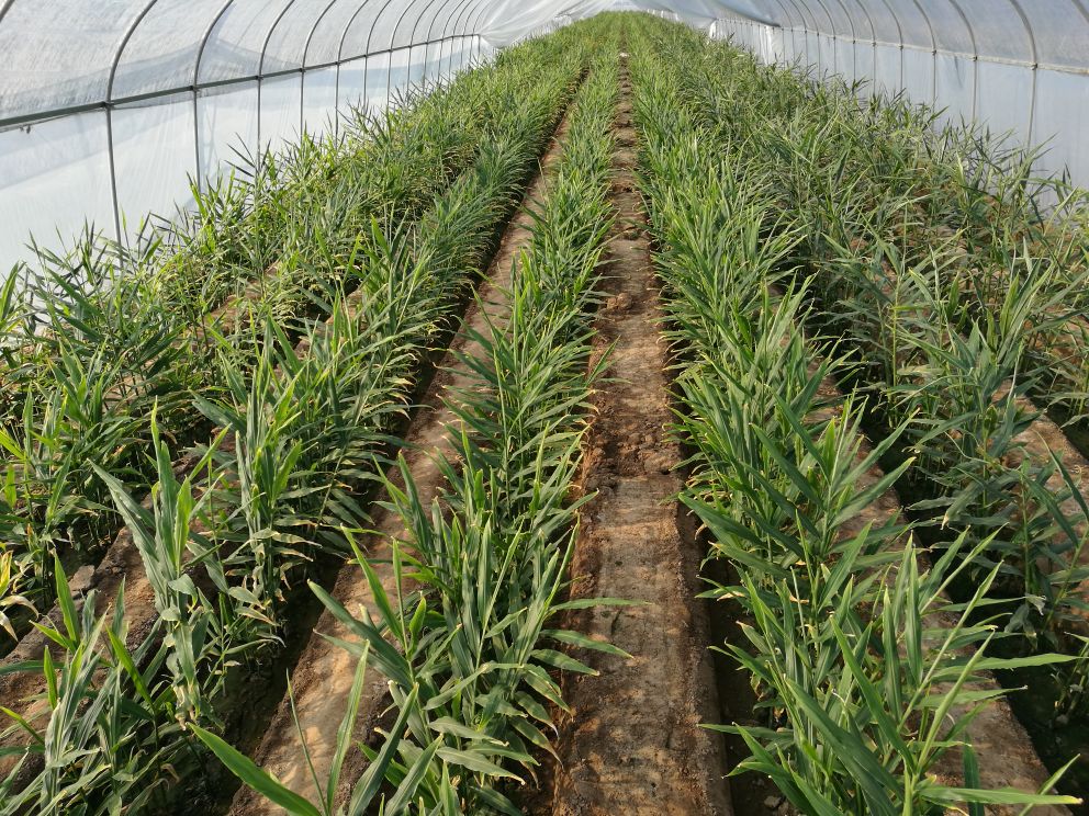 红芽姜植株生长图