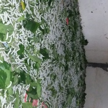 蚕