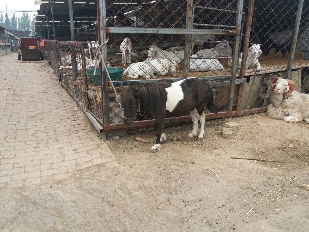 羊驼矮马在亲子农场中的应用场景 羊驼矮马在亲子农场中的应用场景