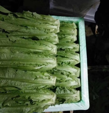 [油麦菜批发]红香油麦菜价格1.50元/斤 - 一亩田