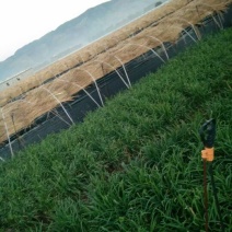 韭黄二茬60~70公分