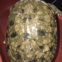 生态甲鱼