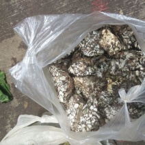 干巴菌二级
