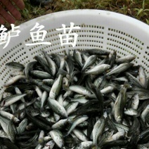 加州鲈鱼苗