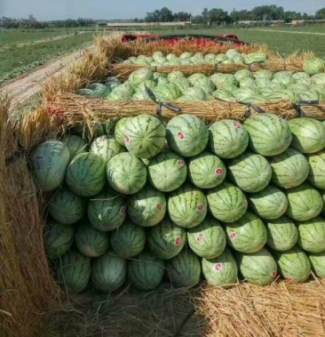 新疆西瓜金城5号,个头大 甜度高