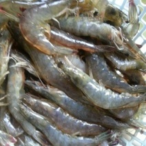 基围虾食用活虾