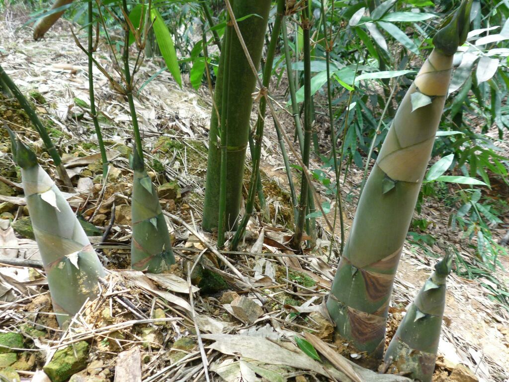 一位身穿蓝布衣的农妇弯腰在茂密的麻竹林中挖掘刚出土的麻竹笋,手中握着小锄头,脚边放着装满新鲜竹笋的竹筐,阳光透过树叶洒下斑驳光影,地面湿润,充满田园气息 农家妇女在竹林中采收麻竹笋的场景