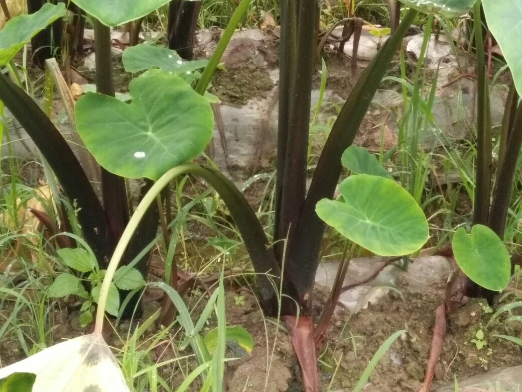 芋花植株特写