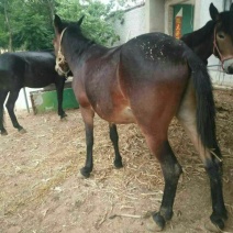 马骡100~200kg