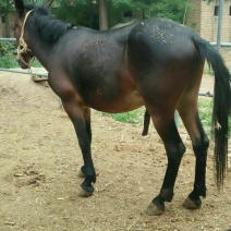 马骡200~300kg